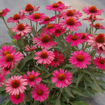 Echinacea Kismet® 'Raspberry' (121425)