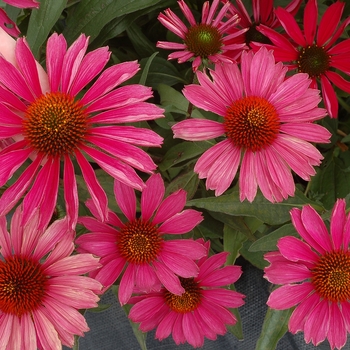 Echinacea Kismet® 'Raspberry' (121426)