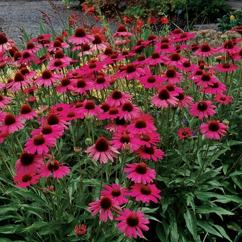 Echinacea Dixie™ 'Belle' (121429)