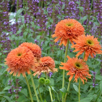 Echinacea Colorburst™ 'Orange' (121448)