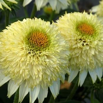 Echinacea Puff™ 'Vanilla' (121458)