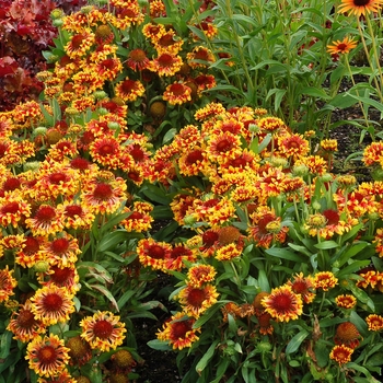 Gaillardia x grandiflora Sun™ 'Devil' (121809)