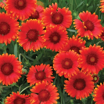 Gaillardia x grandiflora Sun™ 'Red' (121811)