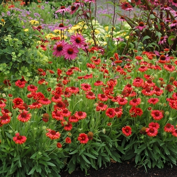 Gaillardia x grandiflora Sun™ 'Red' (121813)