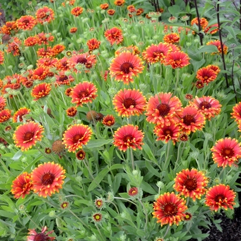 Gaillardia x grandiflora Sun™ 'Red' (121814)