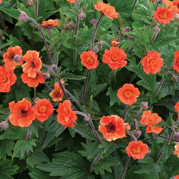 Geum Rustico™ 'Orange' (121818)