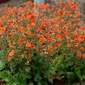 Geum Rustico™ 'Orange' (121819)