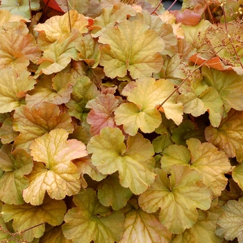 Heuchera Northern Exposure™ 'Amber' (121829)