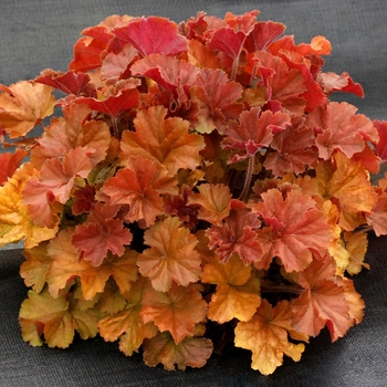 Heuchera Northern Exposure™ 'Amber' (121830)