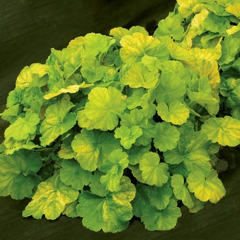 Heuchera Northern Exposure™ 'Lime' (121832)