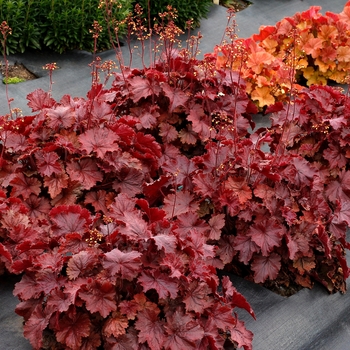 Heuchera Northern Exposure™ 'Red' (121835)