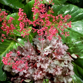 Heuchera City™ 'Milan' (121854)