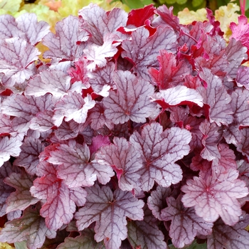 Heuchera City™ 'Milan' (121855)