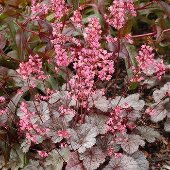 Heuchera City™ 'Milan' (121856)