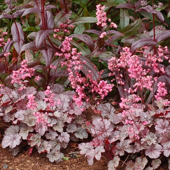 Heuchera City™ 'Milan' (121857)