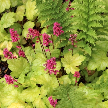 Heuchera City™ 'Havana' (121859)