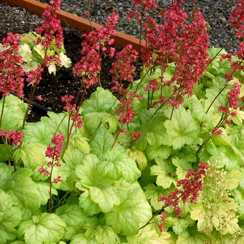 Heuchera City™ 'Havana' (121860)