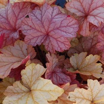 Heuchera City™ 'Vienna' (121861)