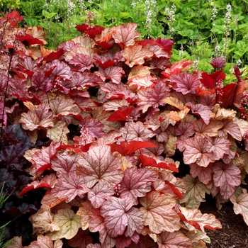 Heuchera City™ 'Vienna' (121862)