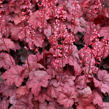 Heuchera Soda™ 'Grape Soda' (121864)