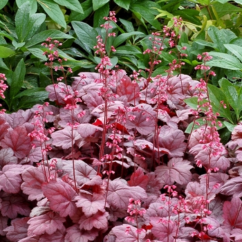 Heuchera Soda™ 'Grape Soda' (121866)