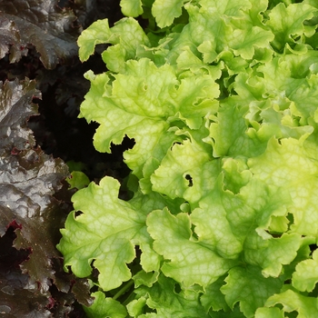 Heuchera Ruffles™ 'Lime Ruffles' (121896)