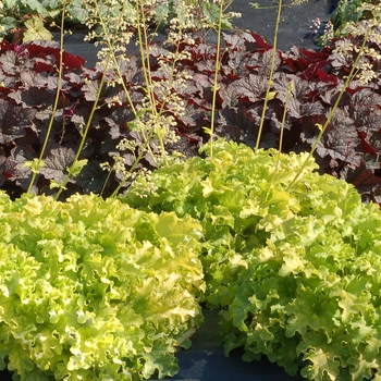 Heuchera Ruffles™ 'Lime Ruffles' (121897)