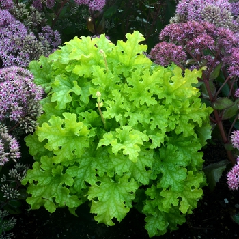 Heuchera Ruffles™ 'Lime Ruffles' (121898)