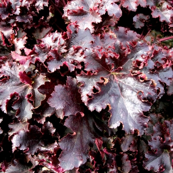 Heuchera Ruffles™ 'Midnight Ruffles' (121901)