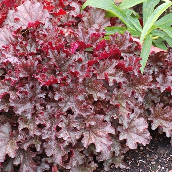 Heuchera Marmalade™ 'Berry' (121909)