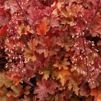 Heuchera Marmalade™ 'Ginger Peach' (121913)