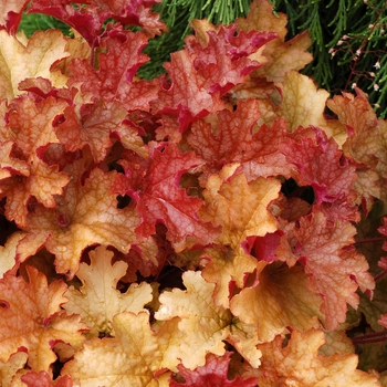 Heuchera Marmalade™ 'Ginger Peach' (121916)