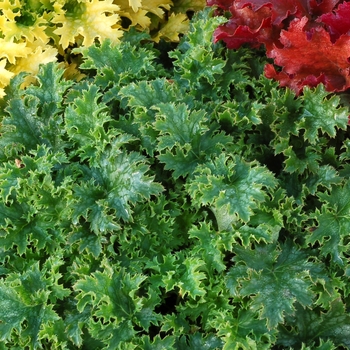 Heuchera Crisp™ 'Apple Crisp' (121920)