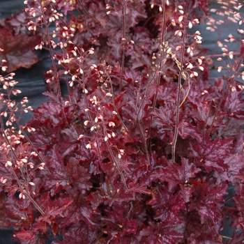 Heuchera Crisp™ 'Blackberry Crisp' (121922)