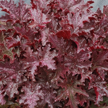 Heuchera Crisp™ 'Blackberry Crisp' (121923)