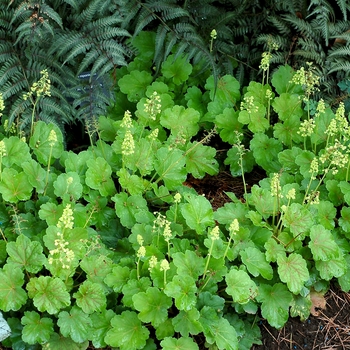 Heuchera Little Cuties™ 'Blondie in Lime' (121936)