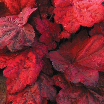 Heuchera 'Autumn Leaves' (121954)