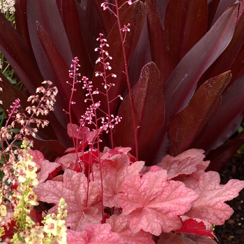 Heuchera 'Autumn Leaves' (121955)