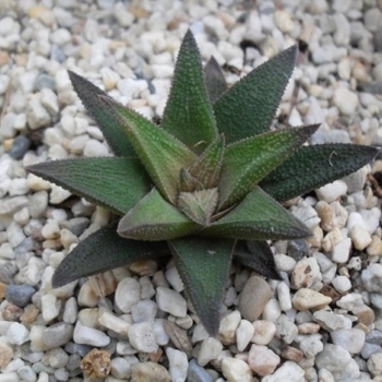 Haworthia pygmaea