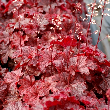 Heuchera 'Cajun Fire' (121982)