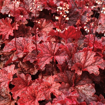 Heuchera 'Cajun Fire' (121983)