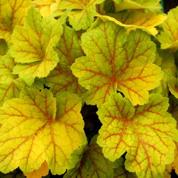 Heuchera Front & Center™ 'Electra' (121985)