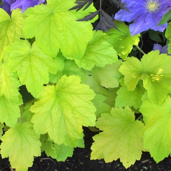 Heuchera 'Electric Lime' (121988)