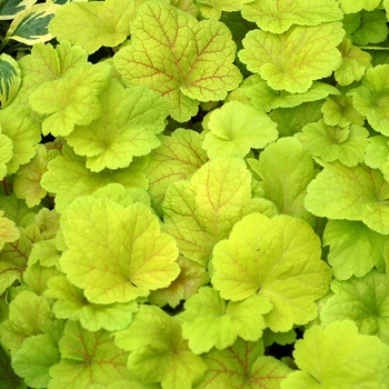 Heuchera 'Electric Lime' (121989)