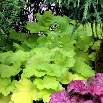 Heuchera 'Electric Lime' (121991)