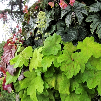 Heuchera 'Electric Lime' (121992)