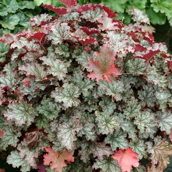 Heuchera 'Fandango' (121993)