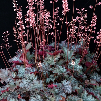 Heuchera 'Fandango' (121996)