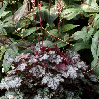 Heuchera 'Fandango' (121997)