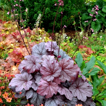 Heuchera 'Georgia Plum' (122001)